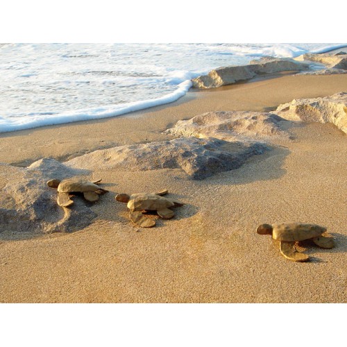 Biodegradable Turtle Keepsakes (Natural Brown) 